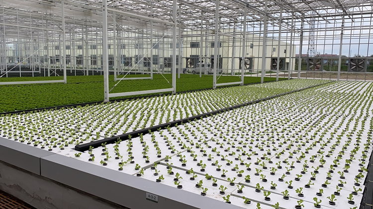 叶菜侠科技承建的兰桂骐叶菜仓DFT水培系统实景照片