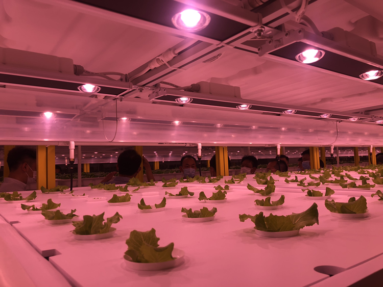 广东市花城农园全自动植物工厂