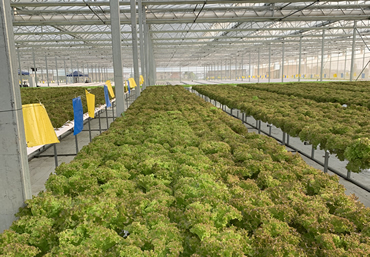 NFT水培丨江苏南通—某知名食品工业企业NFT水培项目