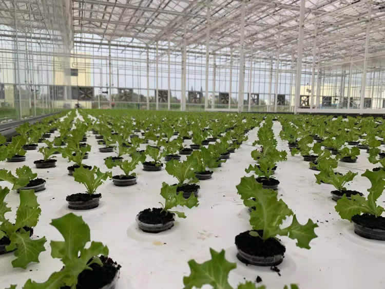 叶菜侠科技承建的兰桂骐叶菜仓DFT水培系统实景照片