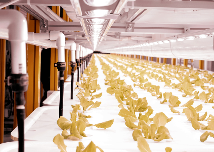 广东市花城农园全自动植物工厂