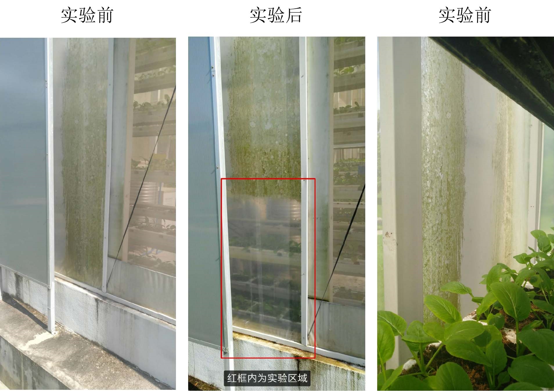 害剋营养液消毒剂实验照片