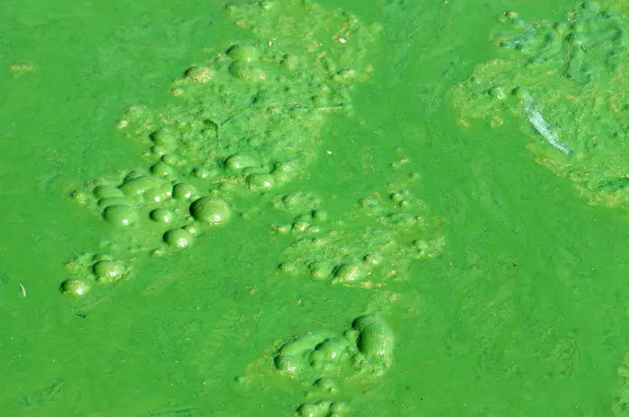 水培营养液中微生物超标导致绿藻爆发