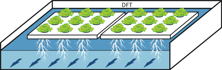 DFT水培系统示意图