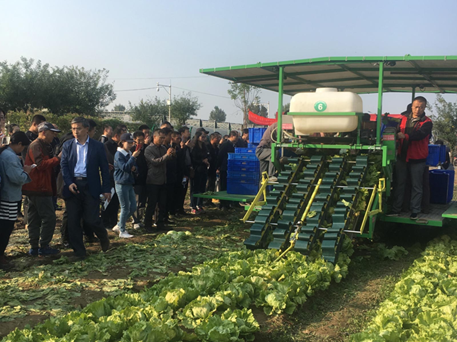 北京球星生菜机械化收获项目